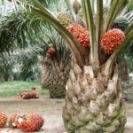 Kelapa Sawit Ilustrasi