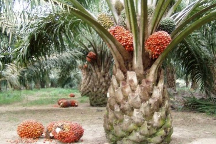 Kelapa Sawit Ilustrasi