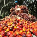 Harga Minyak Sawit