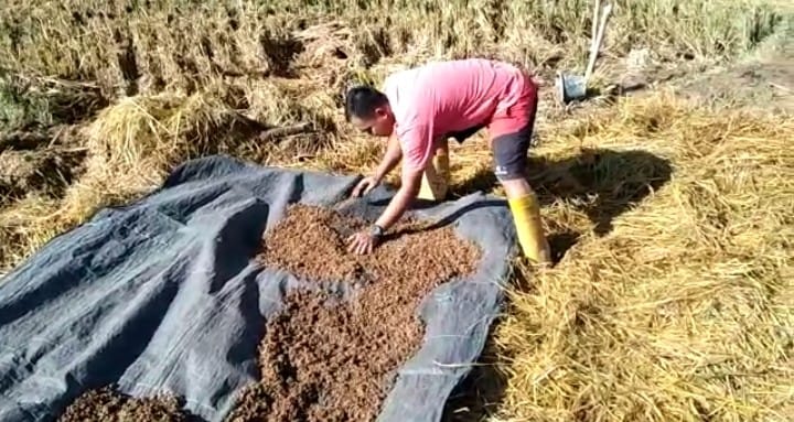 20 Hektar Sawah Terendam Banjir, Ada Yang Gagal Panen