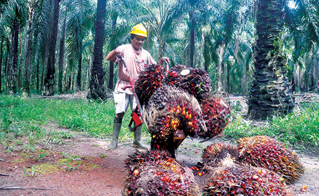 harga tbs sawit sumsel periode i januari 2020 naik rp 66 kg