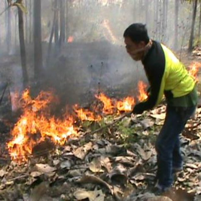 kebakaran hutan