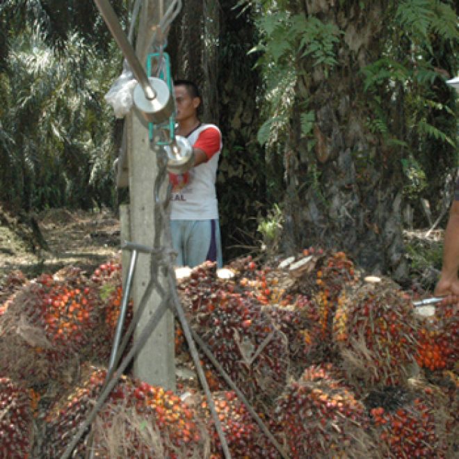 diperbatasan petani jual sawit ke malaysia