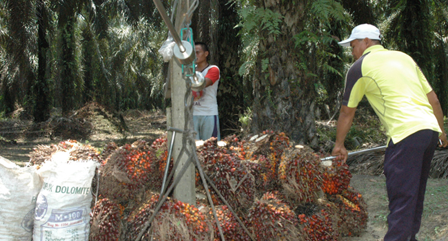 diperbatasan petani jual sawit ke malaysia