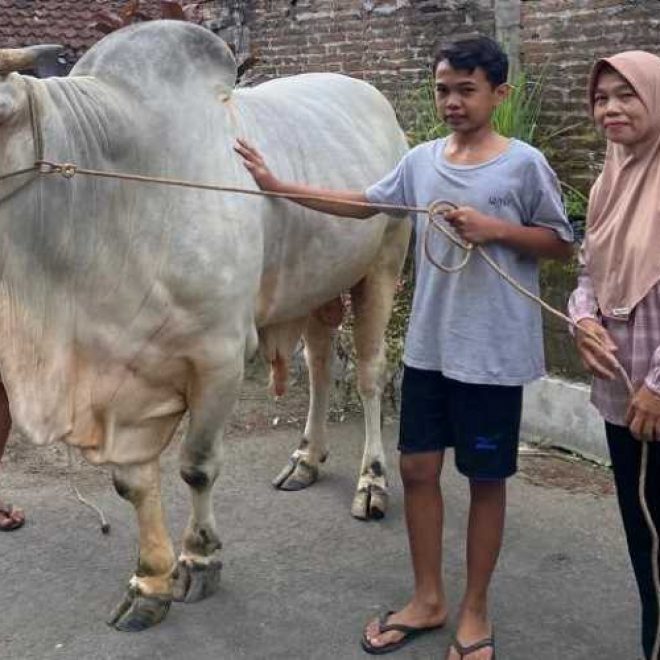 sapi abimanyu ok