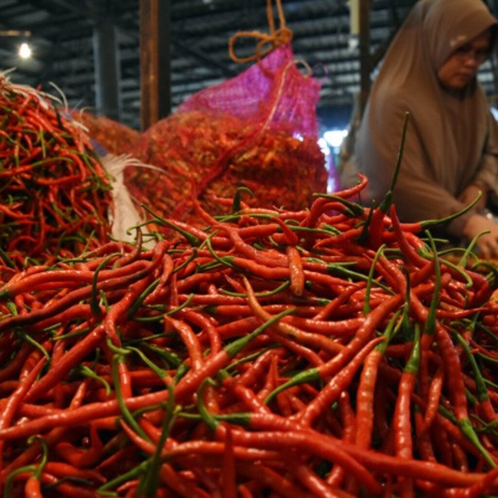 16 antara cabai 2