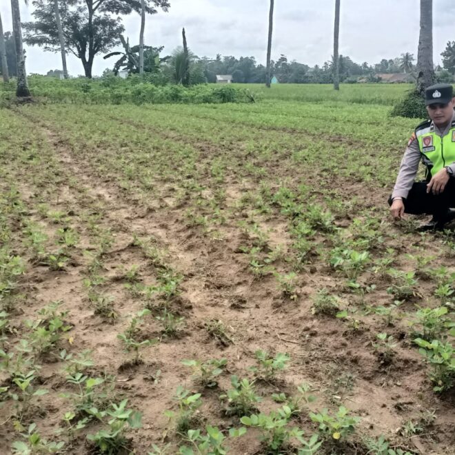 Pengecekan ketahanan pangan bergizi di pekarangan milik warga Desa Binaan yang dimanfaatkan untuk ditanami Kacang Tanah. 