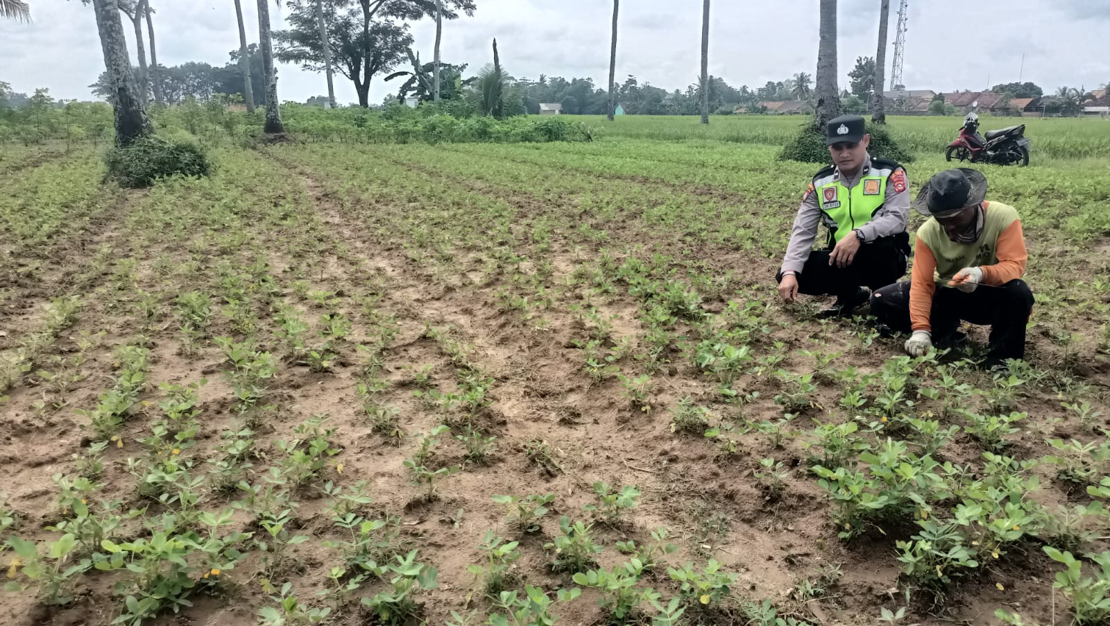 Pengecekan ketahanan pangan bergizi di pekarangan milik warga Desa Binaan yang dimanfaatkan untuk ditanami Kacang Tanah. 