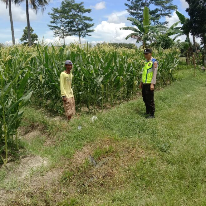 Kegiatan monitoring dan pendampingan di kebun jagung milik warga binaan yang berada di Desa Sumber Mulyo, Kecamatan Buay Madang Timur.