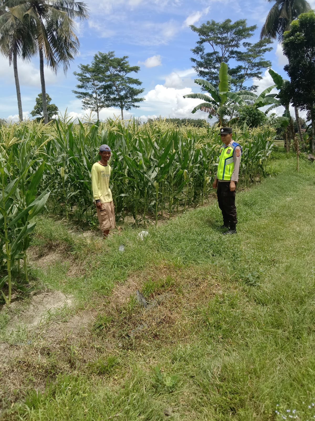 Kegiatan monitoring dan pendampingan di kebun jagung milik warga binaan yang berada di Desa Sumber Mulyo, Kecamatan Buay Madang Timur.