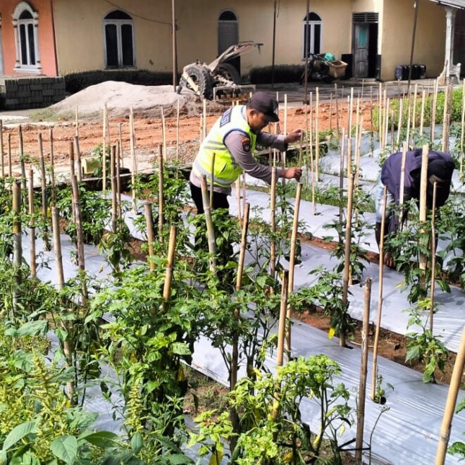 Pengecekan lahan ketahanan pangan oleh Bhabinkamtibmas Polsek BMT Bripka Nur Holik.