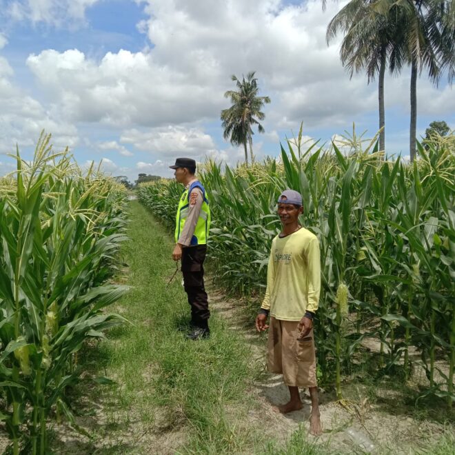 Giat pengecekan lahan pekarangan tanaman jagung di Desa Binaan dalam rangka mendukung Program Ketahanan Pangan.  