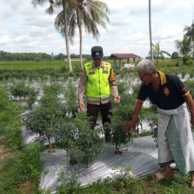 Pengecekan lahan pertanian desa binaan.