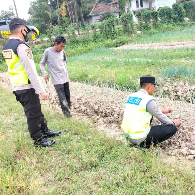 Aipda Agus Tralia dan Brigadir Iswanto melakukan giat monitoring pendampingan ketahanan pangan tanaman Daun Bawang  di Desa Binaan.