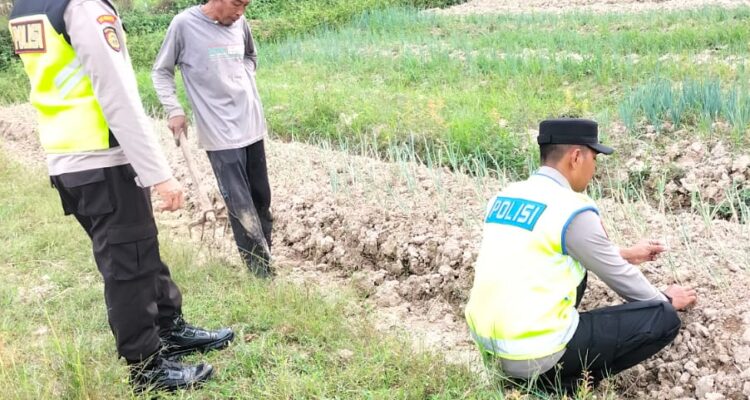 Aipda Agus Tralia dan Brigadir Iswanto melakukan giat monitoring pendampingan ketahanan pangan tanaman Daun Bawang  di Desa Binaan.