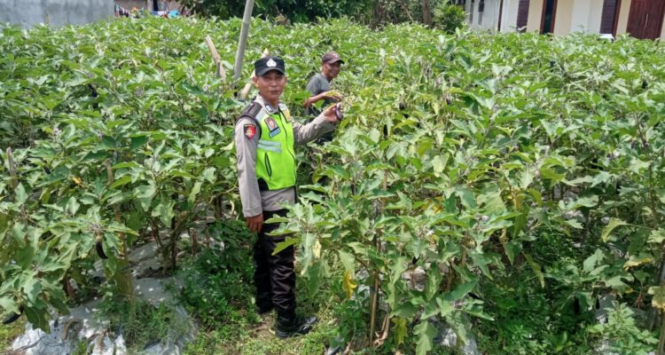 Personel Polsek BMT Brigadir Ardianto memberikan pendampingan petani terong.