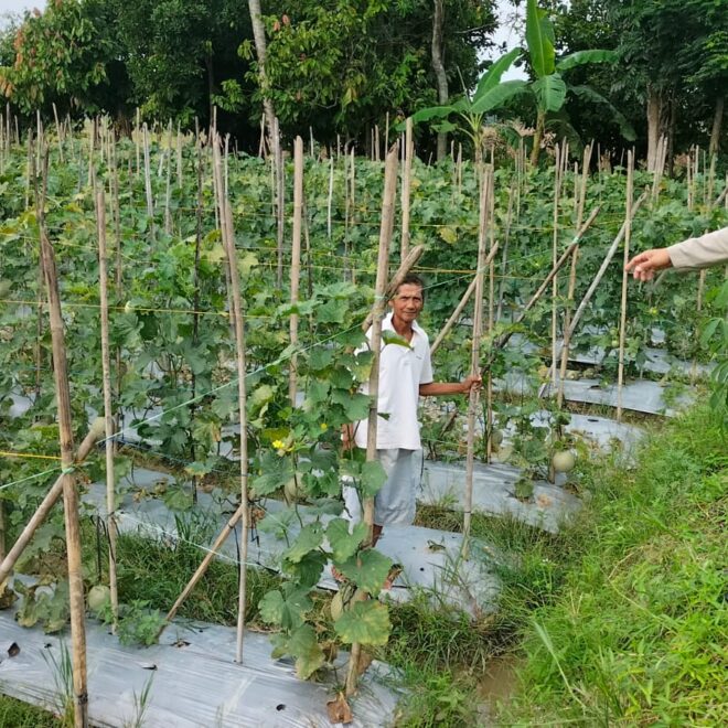 Anggota Polsek Buay Madang Timur Aipda Agus Tralia monitoring ketahanan pangan petani Melon di Desa Binaan.