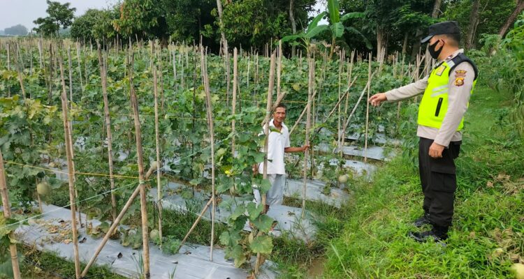 Anggota Polsek Buay Madang Timur Aipda Agus Tralia monitoring ketahanan pangan petani Melon di Desa Binaan.