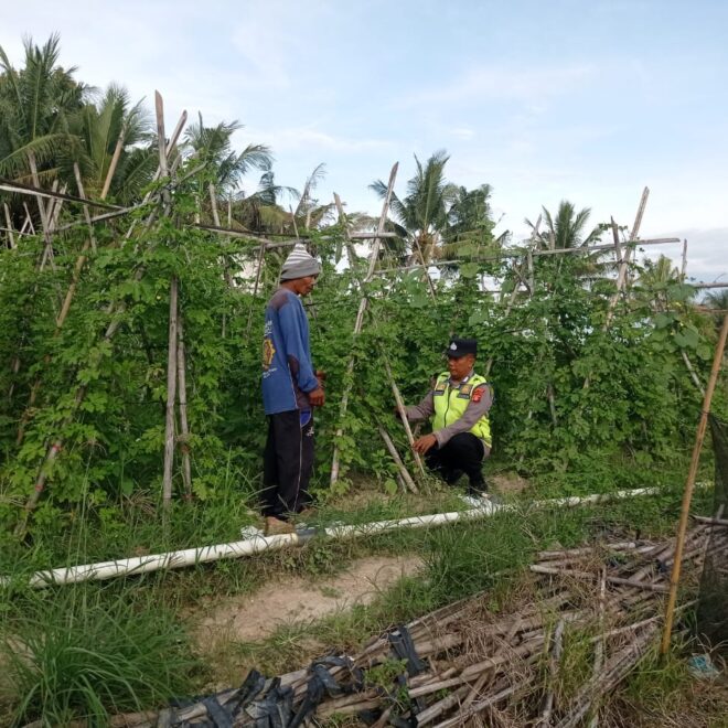 Giat pemantauan dan monitoring Personel Polsek BMT terhadap Tanaman Pare Desa Binaan.