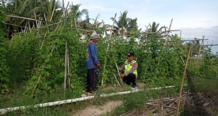 Giat pemantauan dan monitoring Personel Polsek BMT terhadap Tanaman Pare Desa Binaan.