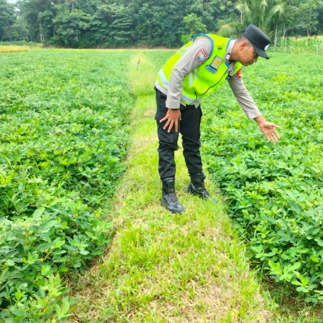 Giat monitoring ketahanan pangan Tanaman Kacang Tanah di Desa Binaan dalam rangka mendukung Program Ketahanan Pangan Nasional.