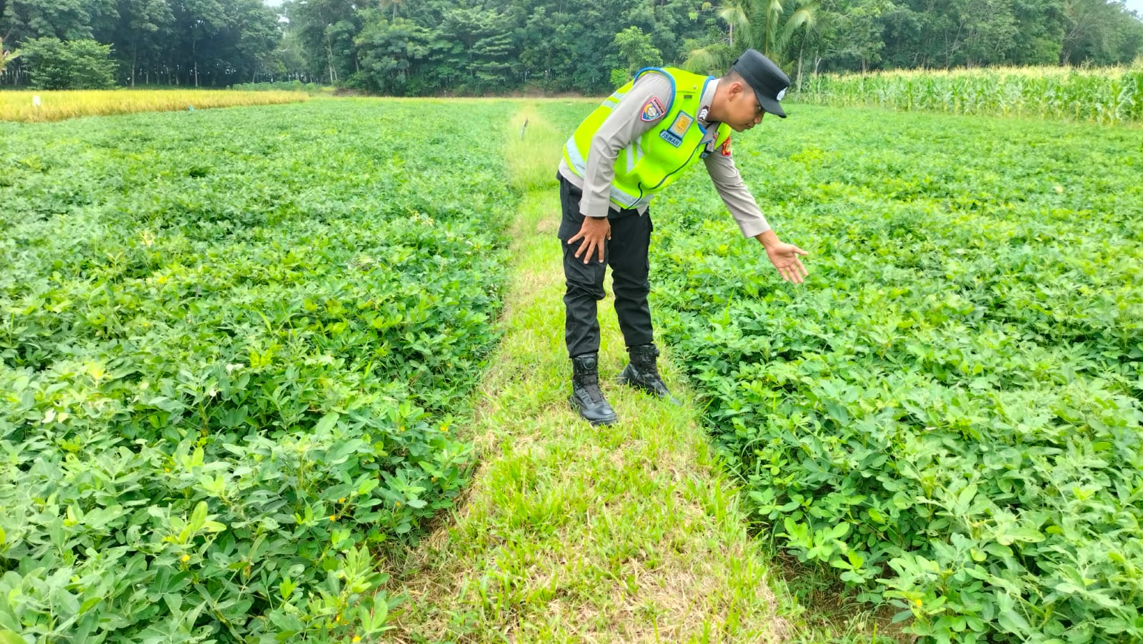 Giat monitoring ketahanan pangan Tanaman Kacang Tanah di Desa Binaan dalam rangka mendukung Program Ketahanan Pangan Nasional.