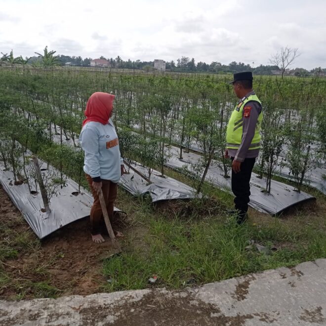 Personel Polsek BMT melaksanakan giat monitoring ketahanan pangan tanaman cabe.