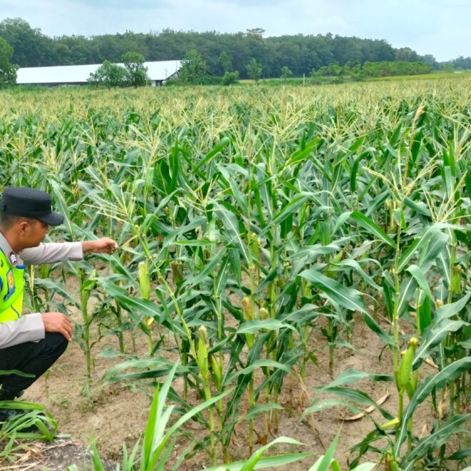 Personel Polsek BMT melaksanakan giat monitoring ketahanan pangan tanaman jagung.