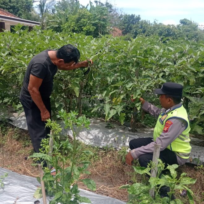Personel Polsek BMT memberikan pendampingan petani Terung atau Terong.
