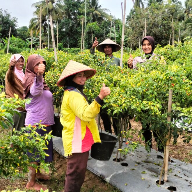 Giat monitoring ketahanan pangan Tanaman Cabe di Desa Binaan dalam rangka mendukung Program Ketahanan Pangan Nasional.