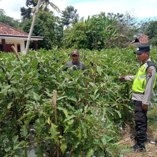 Dukung ketahanan pangan personel Polsek BMT beri pendampingan Petani Terong.