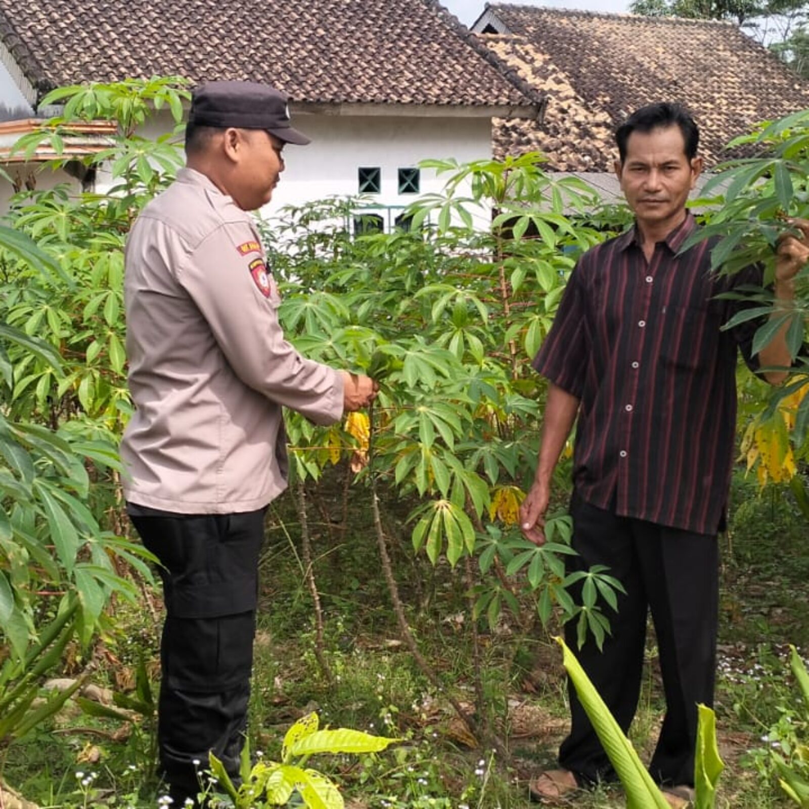 Monitoring Tanaman Ubi Kayu.