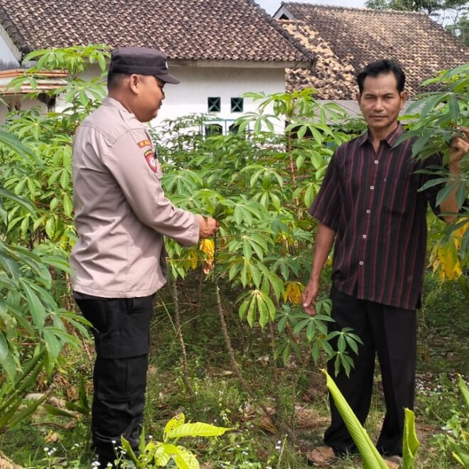 Monitoring Tanaman Ubi Kayu.