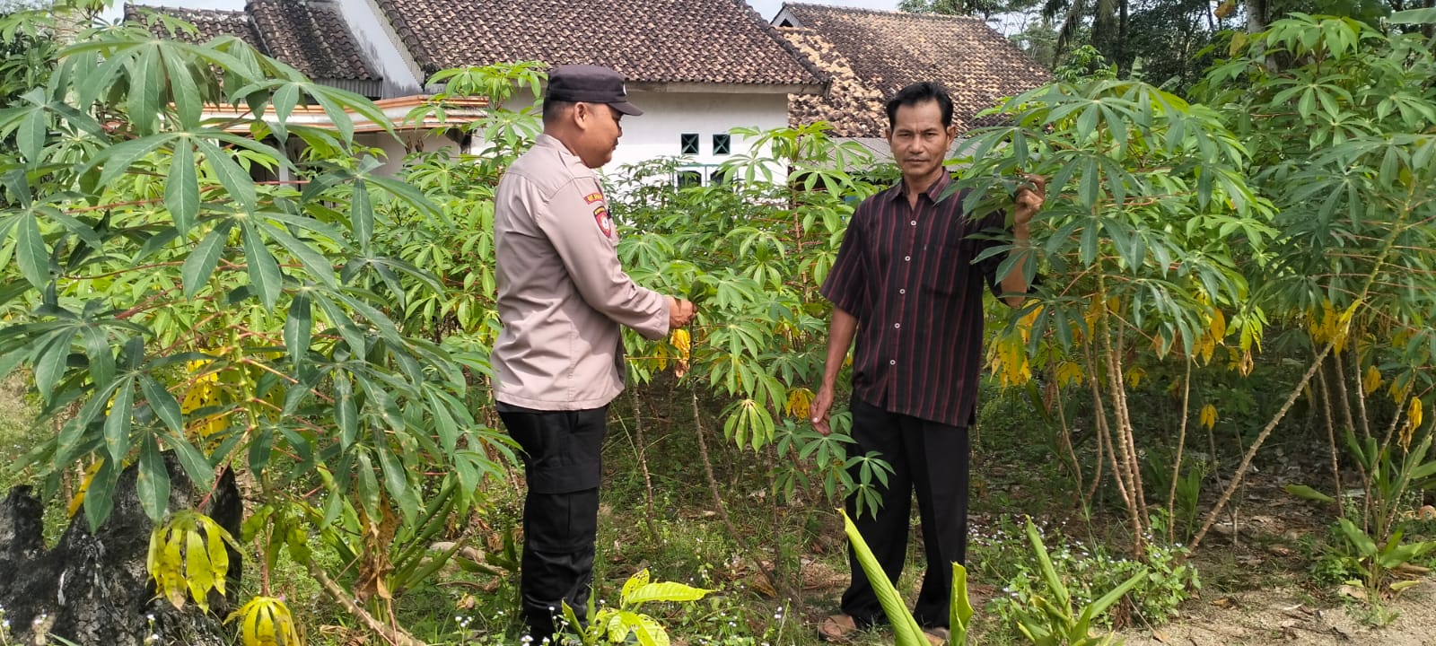 Monitoring Tanaman Ubi Kayu.