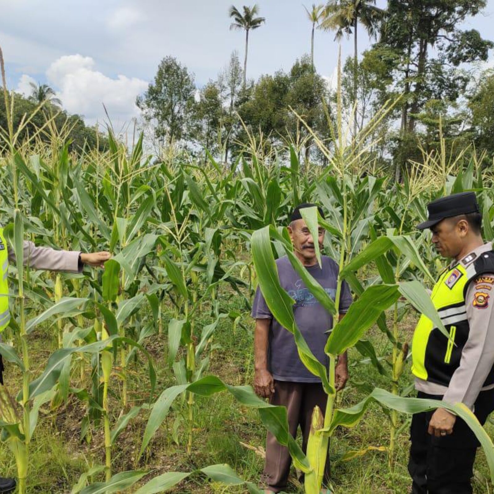 Giat monitoring ketahanan pangan tanaman jagung Polsek BMT.