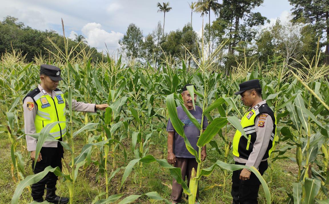 Giat monitoring ketahanan pangan tanaman jagung Polsek BMT.