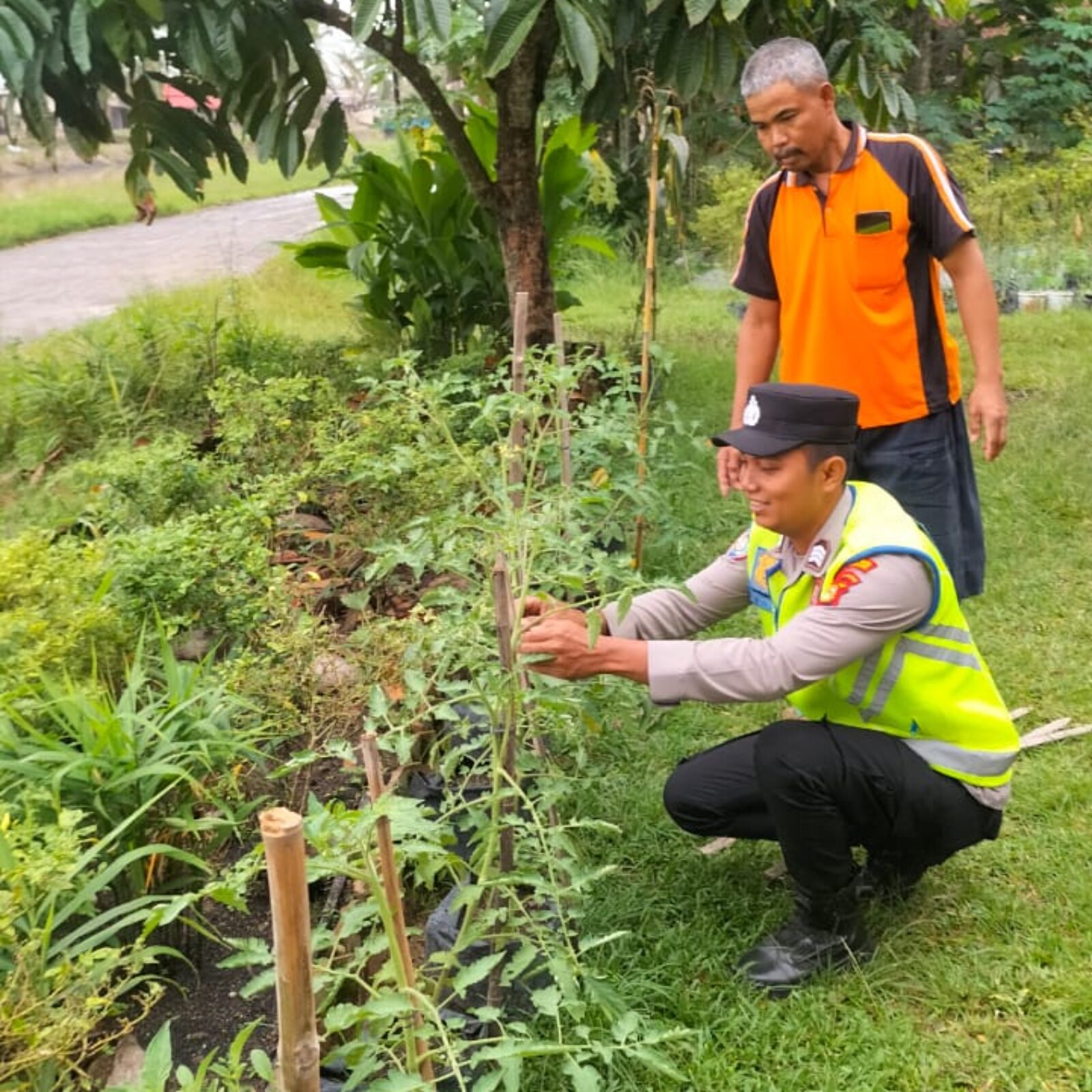 Giat monitoring, pembinaan dan pendampingan petani tomat.