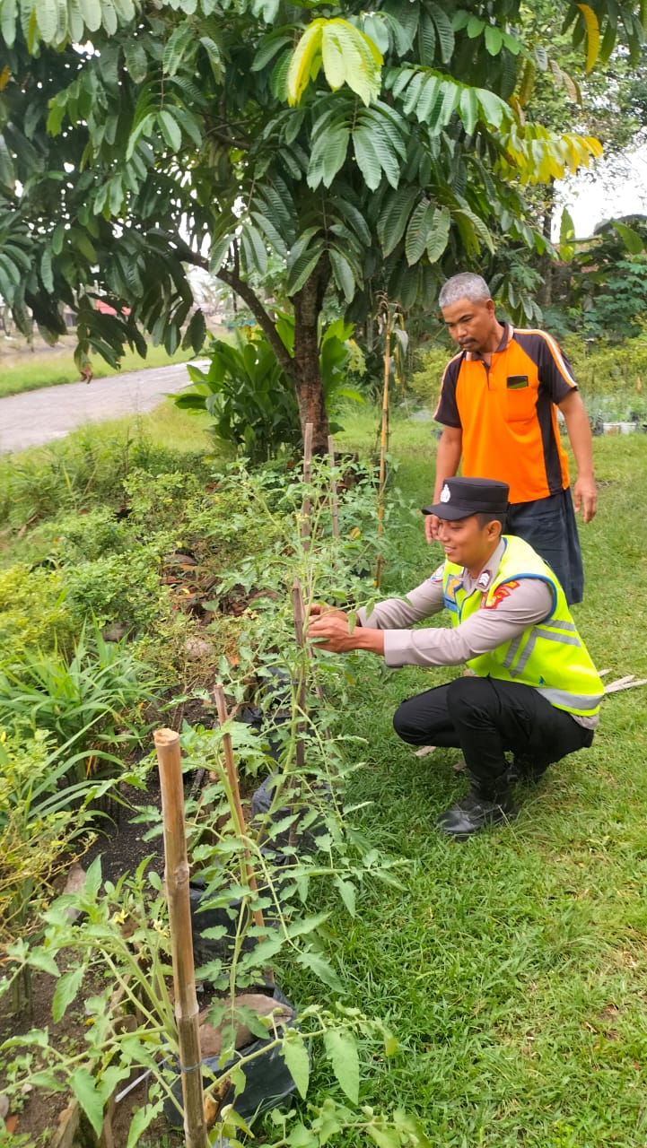 Giat monitoring, pembinaan dan pendampingan petani tomat.