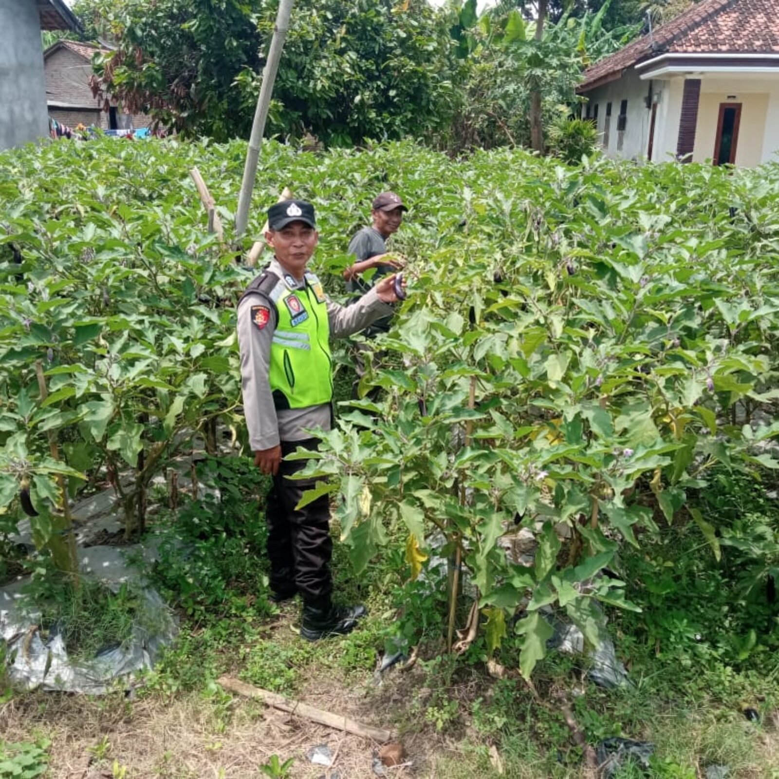 Giat monitoring dan pendampingan kepada petani, dalam rangka mewujudkan ketahanan pangan.