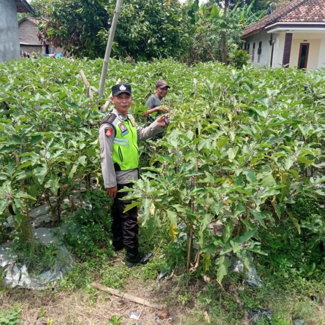 Giat monitoring dan pendampingan kepada petani, dalam rangka mewujudkan ketahanan pangan.