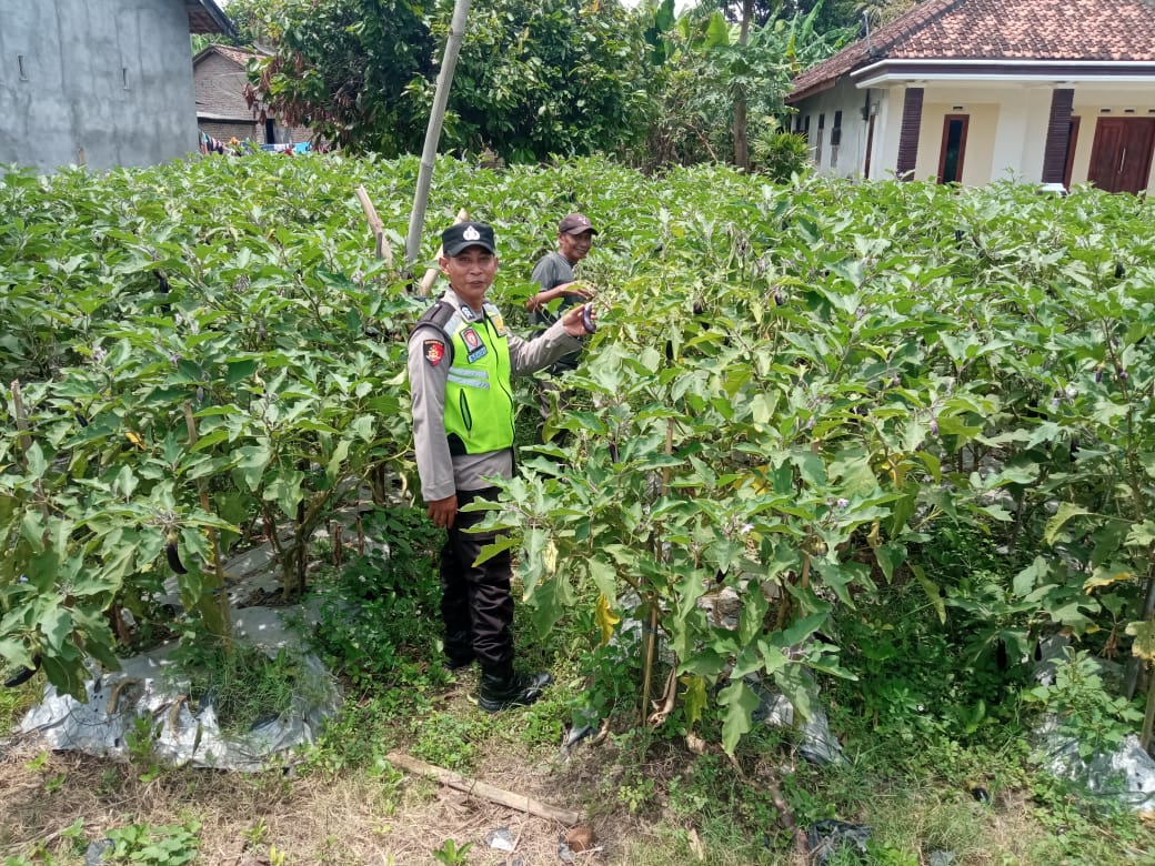 Giat monitoring dan pendampingan kepada petani, dalam rangka mewujudkan ketahanan pangan.