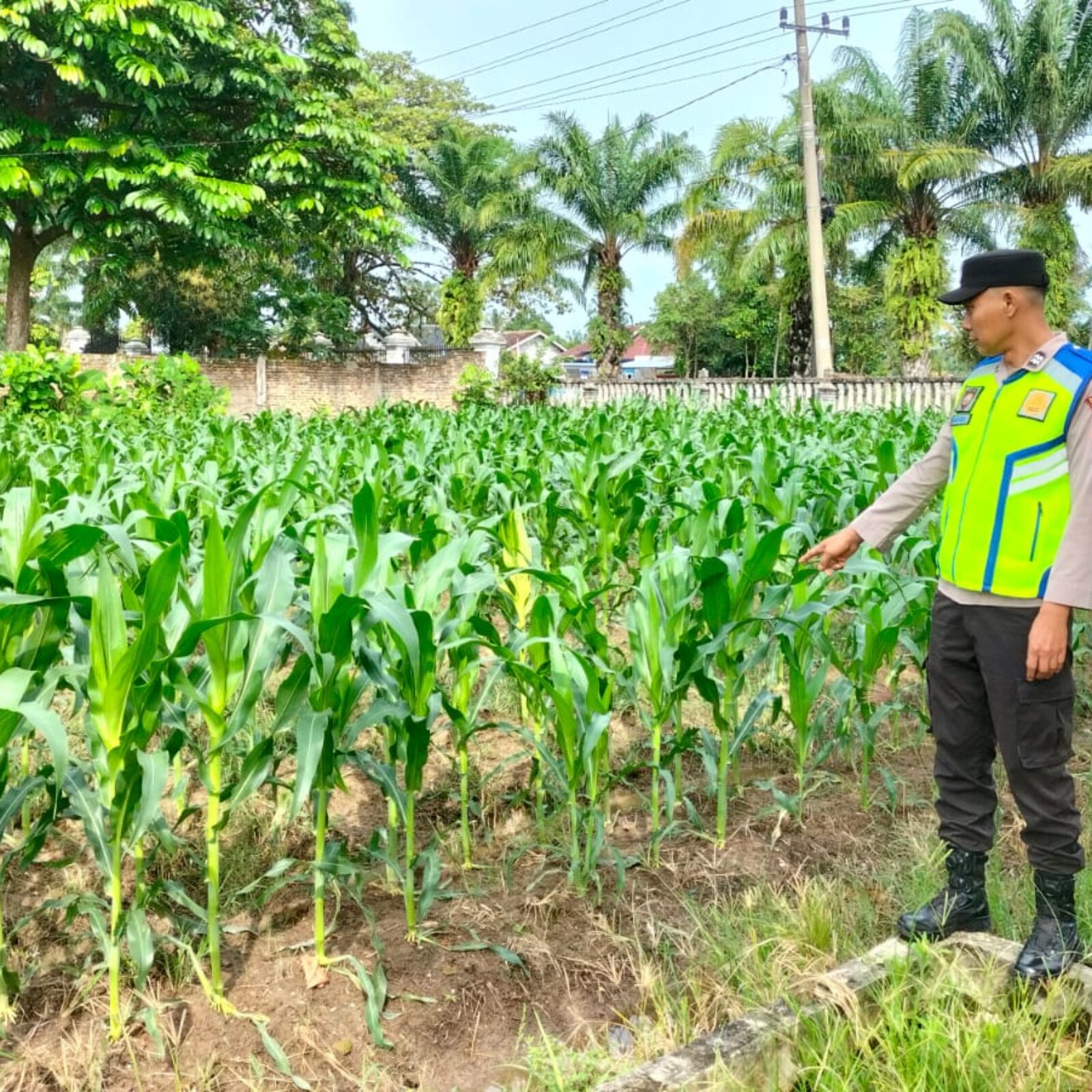 Personel Polsek BMT lakukan monitoring dan beri pendampingan petani jagung.