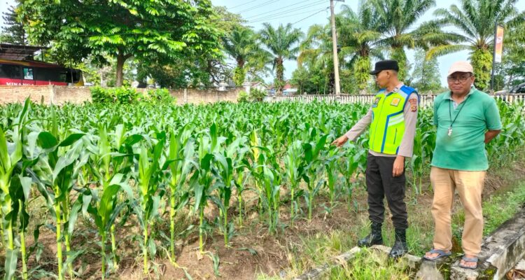 Personel Polsek BMT lakukan monitoring dan beri pendampingan petani jagung.