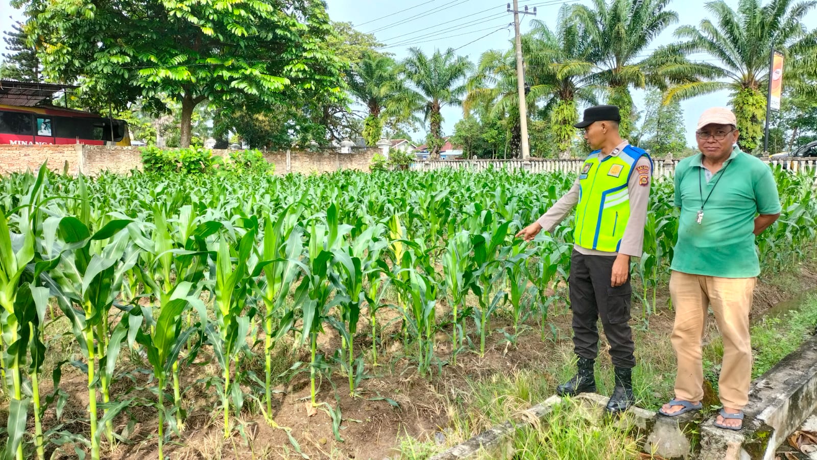 Personel Polsek BMT lakukan monitoring dan beri pendampingan petani jagung.