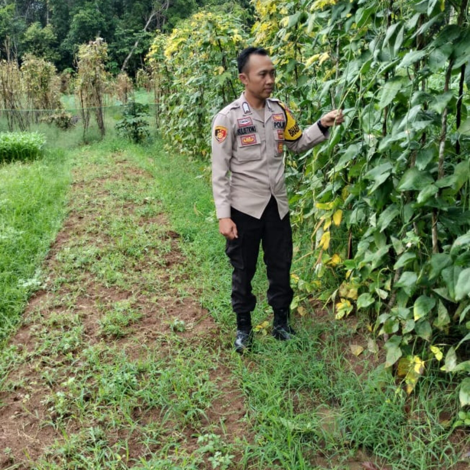 Monitoring tanaman ketahanan pangan.