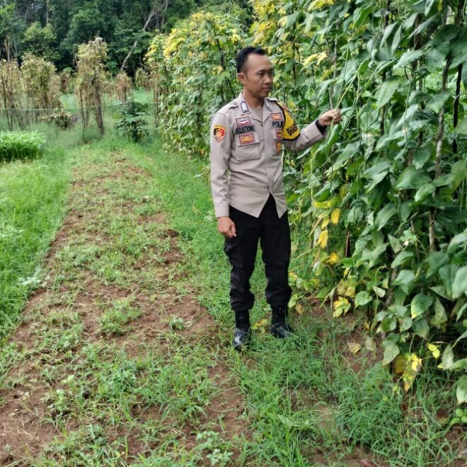 Monitoring tanaman ketahanan pangan.