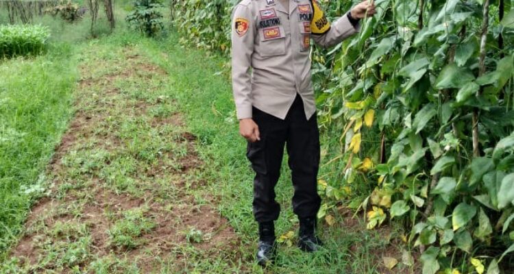 Monitoring tanaman ketahanan pangan.