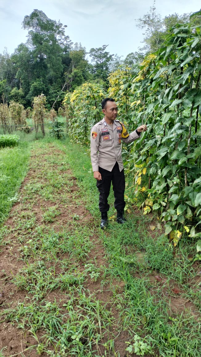 Monitoring tanaman ketahanan pangan.