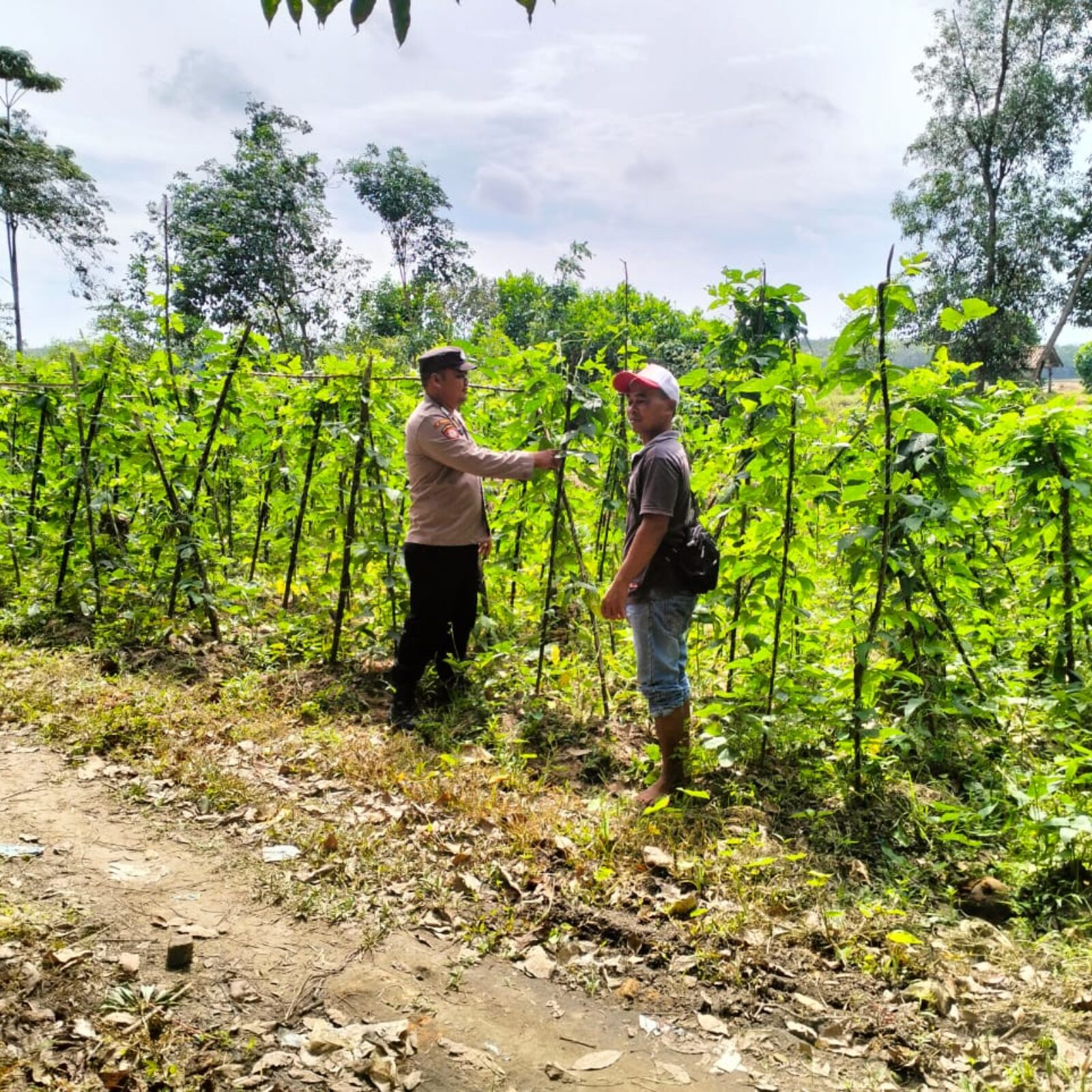 Polsek BMT melaksanakan monitoring dan pendampingan kepada para petani.