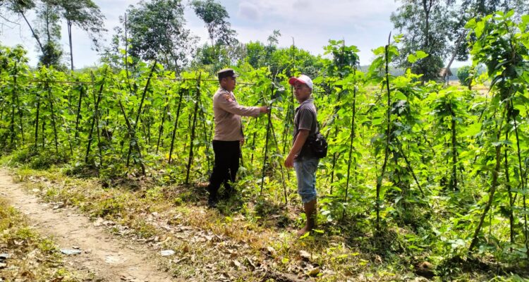 Polsek BMT melaksanakan monitoring dan pendampingan kepada para petani.